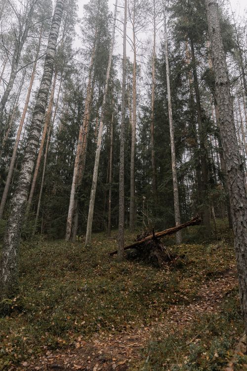 Free A tranquil forest scene featuring tall birch trees enveloped in mist, creating a serene atmosphere. Stock Photo