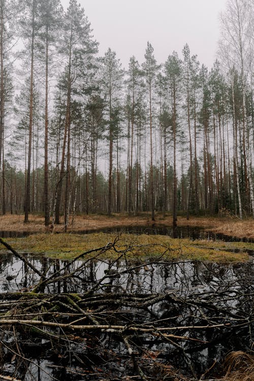 Gratis lagerfoto af efterår, falde, grene