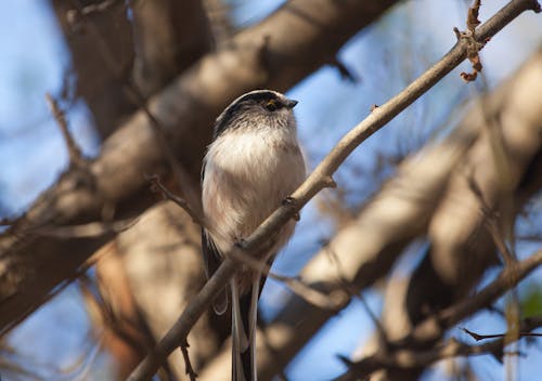A Long-Tailed Tit Perching on a Branch