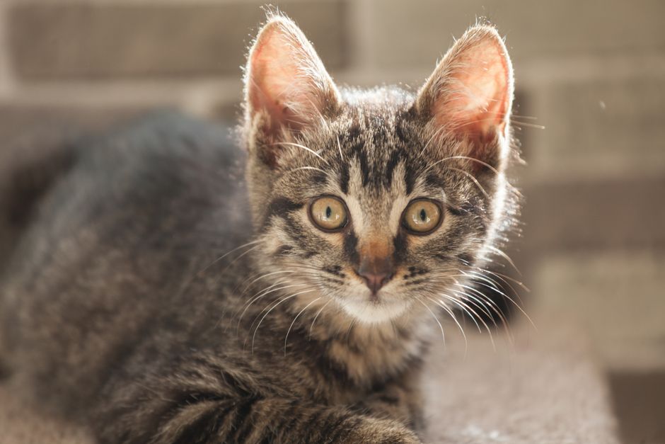 シニア猫がブランケットの上でじっとしている様子