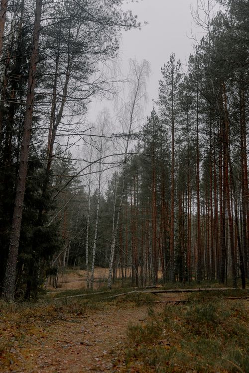 Free Peaceful autumn scene with tall trees and a forest path in muted colors. Stock Photo