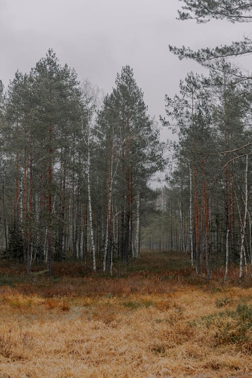 View of a Forest 