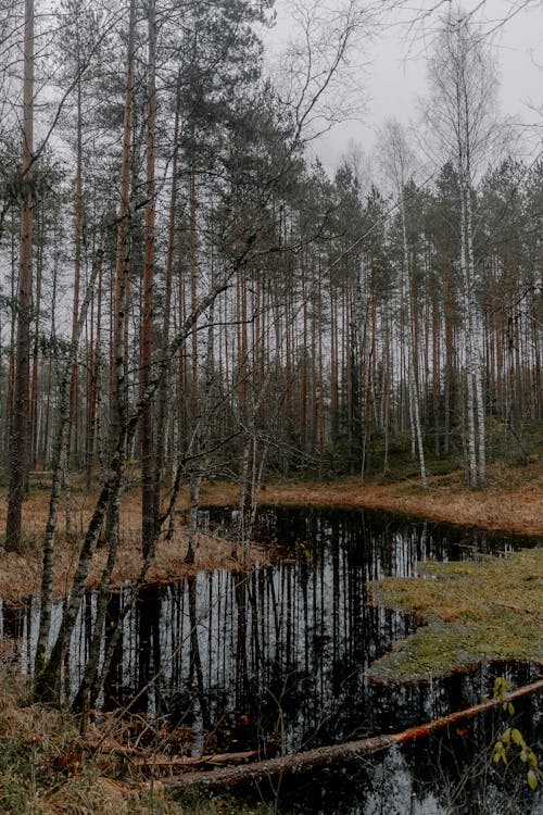 Foto profissional grátis de árvores, declínio, floresta