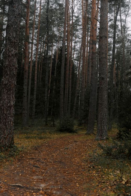Free Explore a serene forest with tall evergreen trees and a rustic autumn pathway. Stock Photo