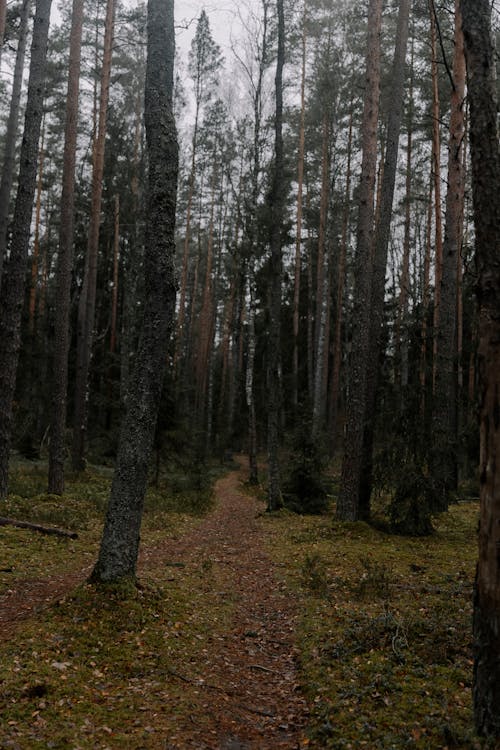 Fotobanka s bezplatnými fotkami na tému cestička, lesnatá krajina, lesy