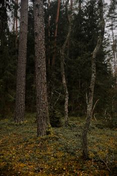 Tranquil scene of a forest in autumn with towering pines and lush moss carpet.
