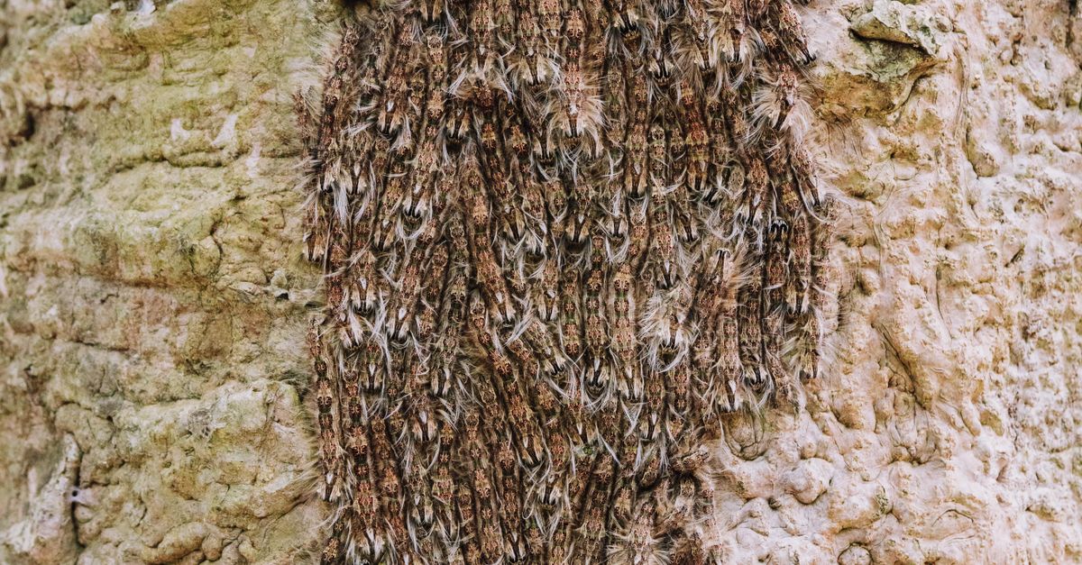 Insects Nest on a Tree · Free Stock Photo