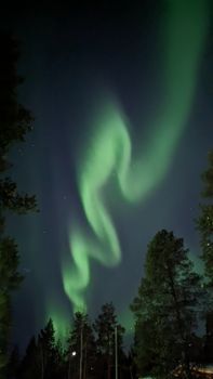 Breathtaking view of the Northern Lights in the night sky over forested Lapland, Finland.
