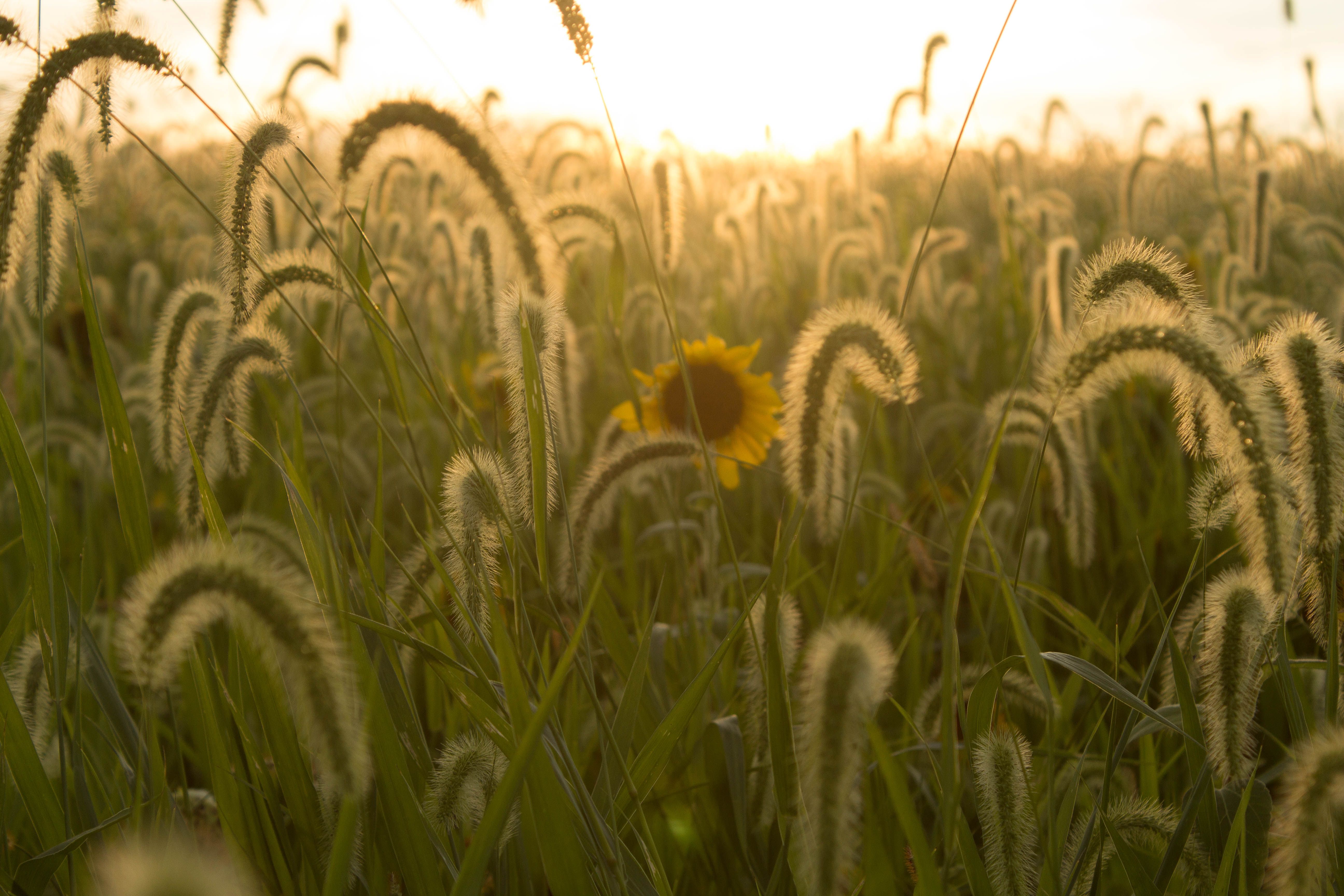 A serene field of wildflowers with a sunflower standout during a golden sunset.