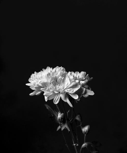 Free stock photo of beautiful flower, black, black and white