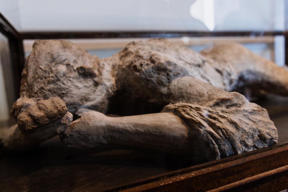 Mulaj din ipsos al unei victime a erupției, expus într-o vitrină la Pompeii