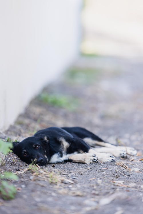 Gratis stockfoto met aarde, babyhondje, detailopname