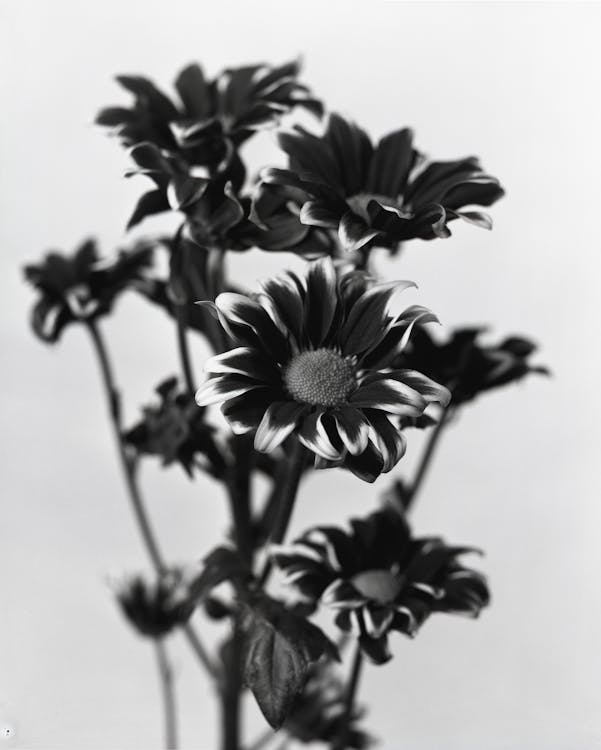 Grayscale Photography of Petaled Flowers