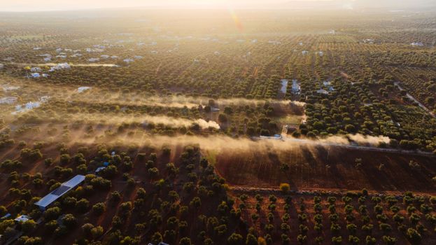 Breathtaking aerial view of olive groves stretching across the countryside of Fasano, Puglia, Italy at sunrise.