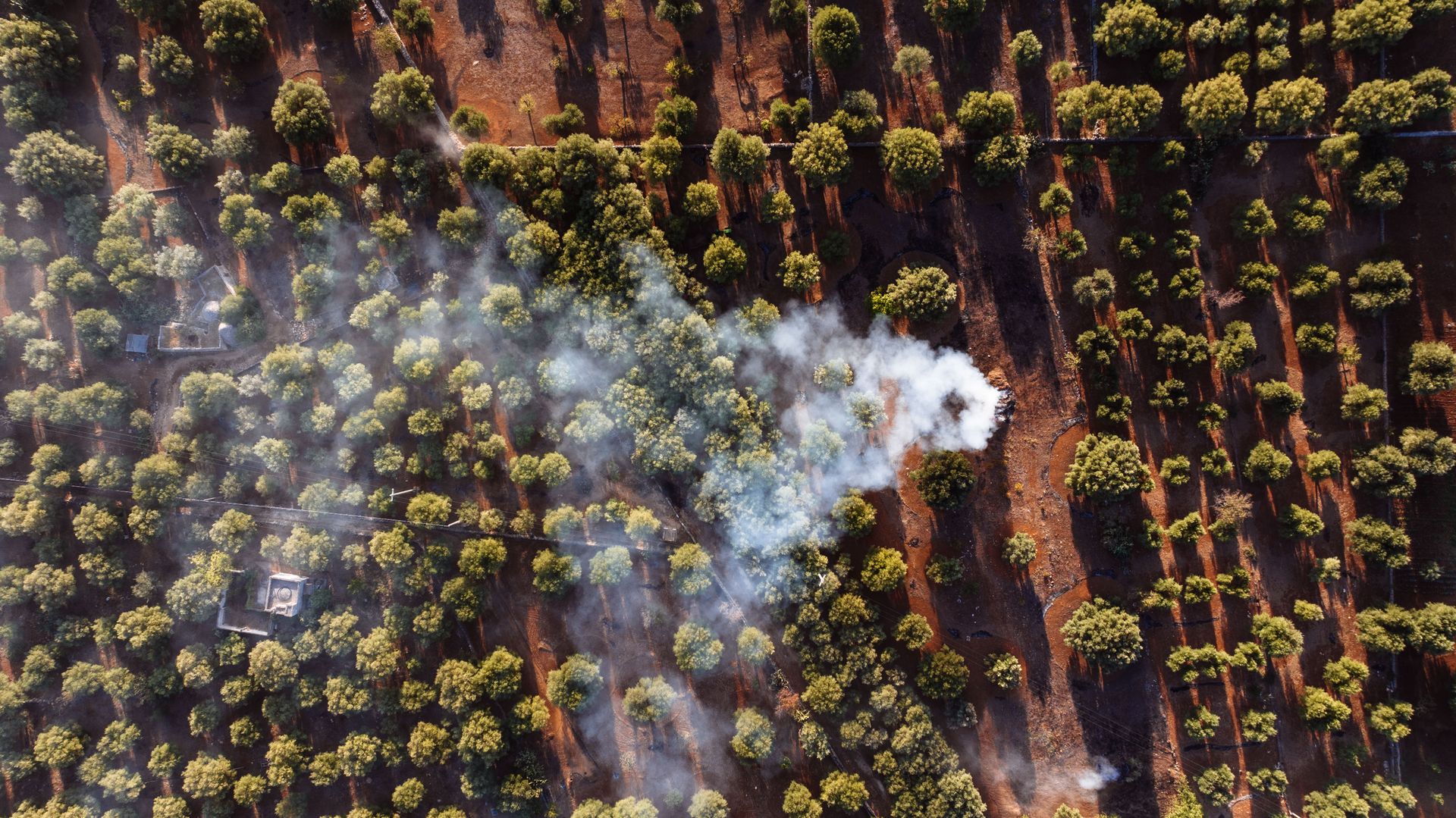 Captivating aerial view of a smoky olive tree grove in Fasano, Apulia, Italy.