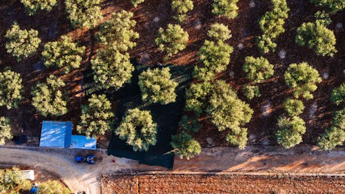 Aerial Photo of Trees in the Field