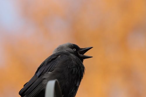 Free Detailed shot of a vocalizing jackdaw against a warm autumn backdrop in Jönköping, Sweden. Stock Photo