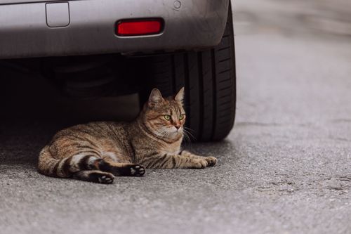 Free A tabby cat lying under a parked car on a city street. Urban wildlife and safety. Stock Photo