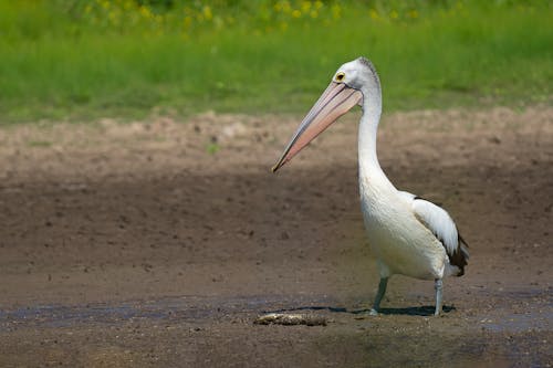 Gratis stockfoto met aarde, achtergrond, australische pelikaan