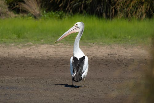 Photos gratuites de boue d oiseau, fond d'écran, moulu