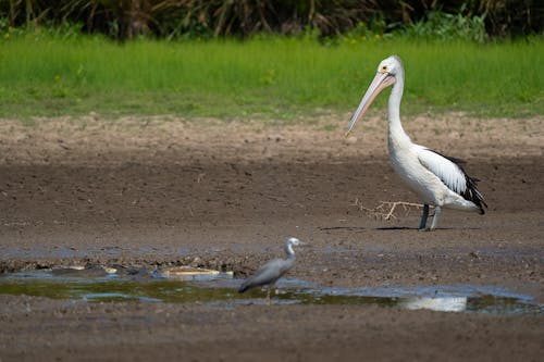 avustralya pelikanı, balçık, çekilmiş içeren Ücretsiz stok fotoğraf