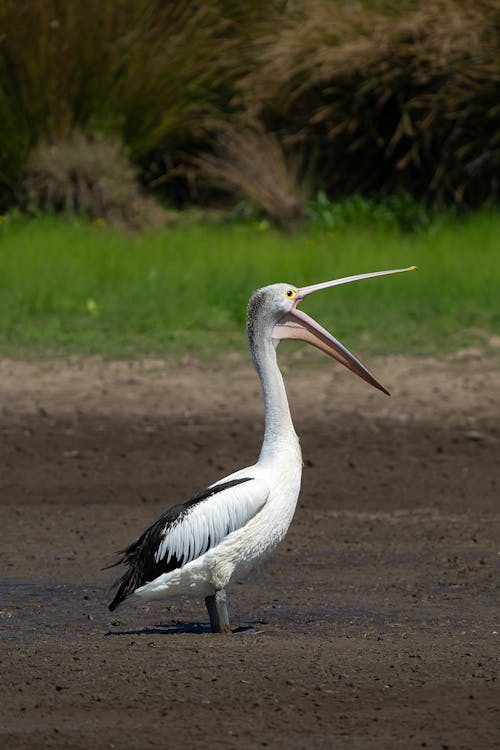 Ingyenes stockfotó állatfotók, ausztrál pelikán, csőr témában