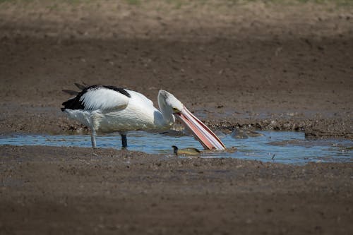 Photos gratuites de aviaire, flaque, manger