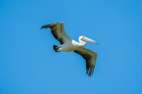 Photos gratuites de ailes déployées, aviaire, oiseau