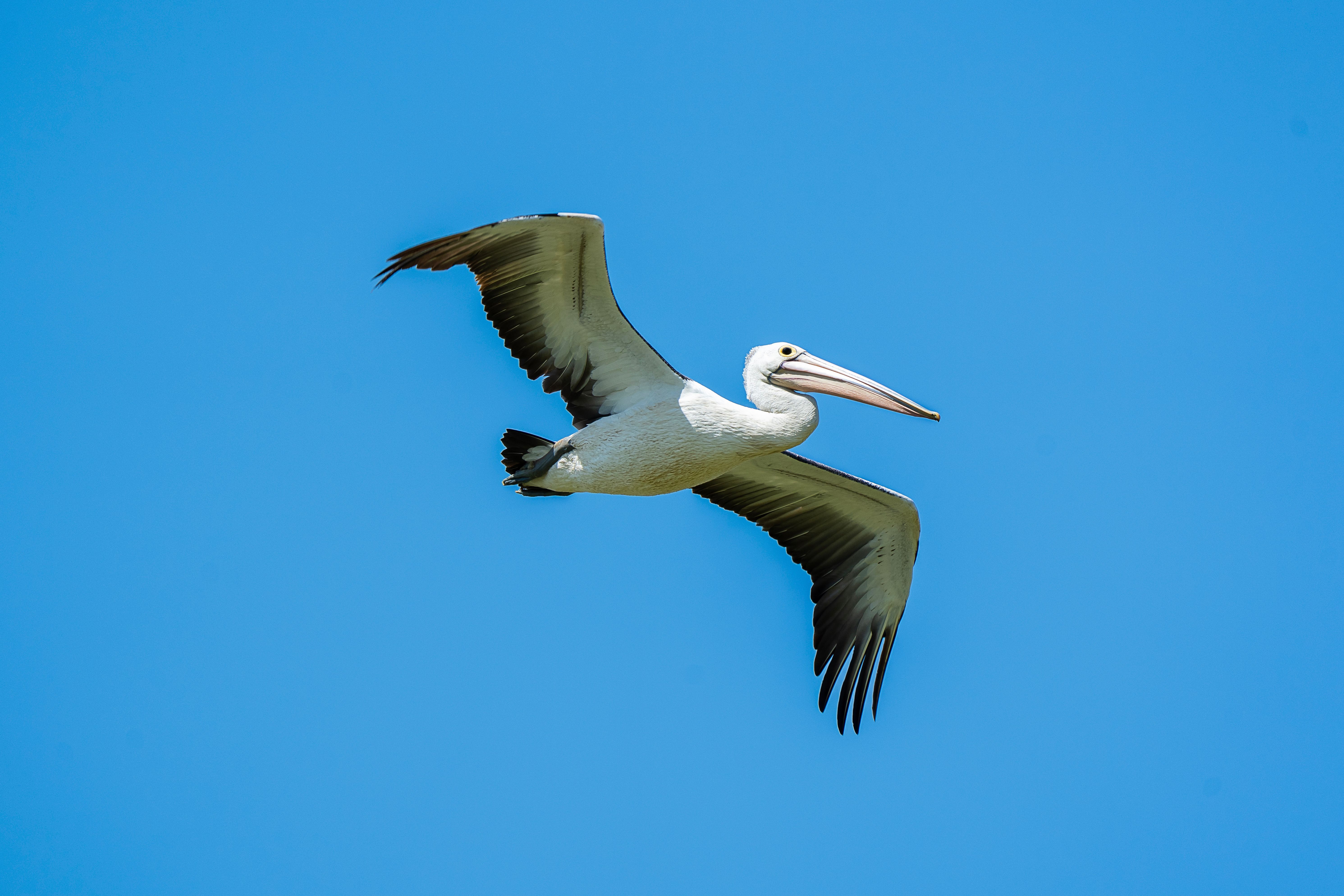 Photo gratuite de aéré, ailes déployées, animal, australie, aviaire ...