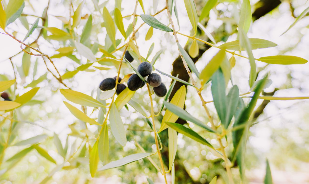 Nets Under the Trees: Ibiza's Olive Harvest and the Oil Worth Buying (2026)