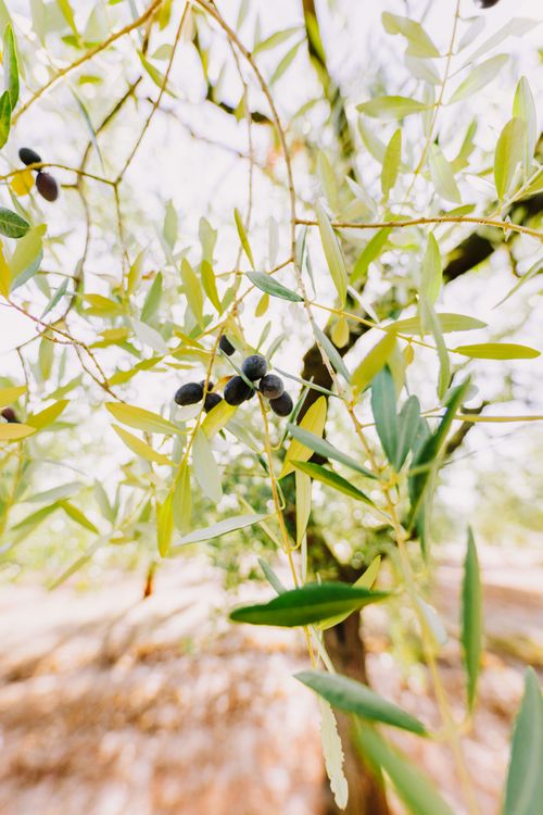 Free Close-up of olive branches with ripening olives in a sunlit orchard. Stock Photo