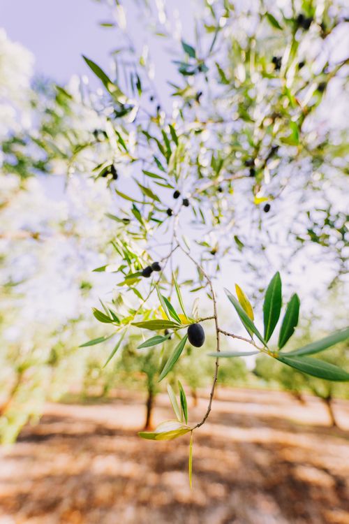 Free A detailed view of fresh olives and green leaves on a sunny day in an orchard. Stock Photo