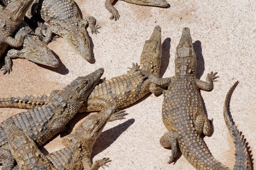 Crocodiles on the Ground