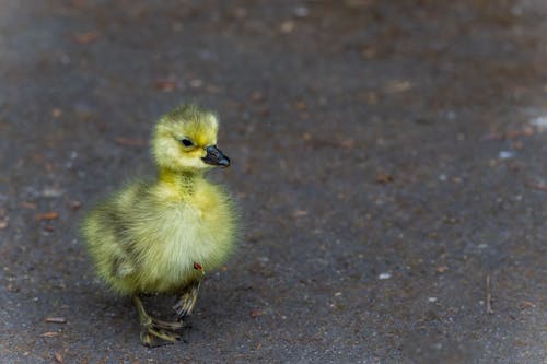 Close-up of a Duckling