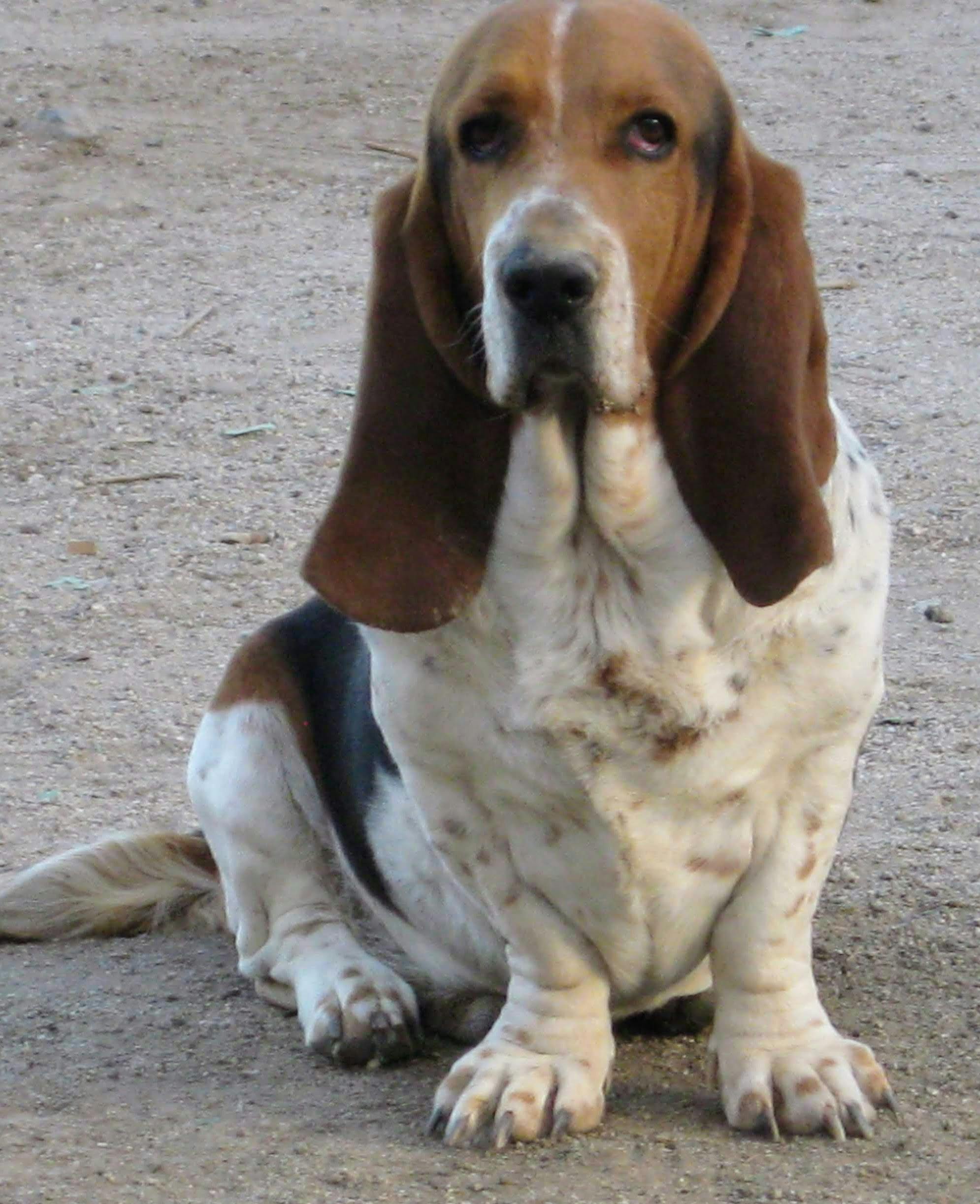Foto Stok Gratis Tentang Anjing Anjing Gemuk Anjing Jantan