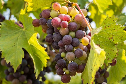 Безкоштовне стокове фото на тему «букет, виноград, виноградна лоза» стокове фото