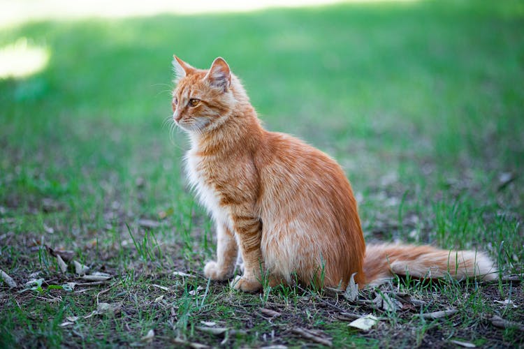 A Ginger Cat