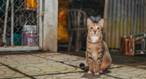 Cat Sitting in the Yard