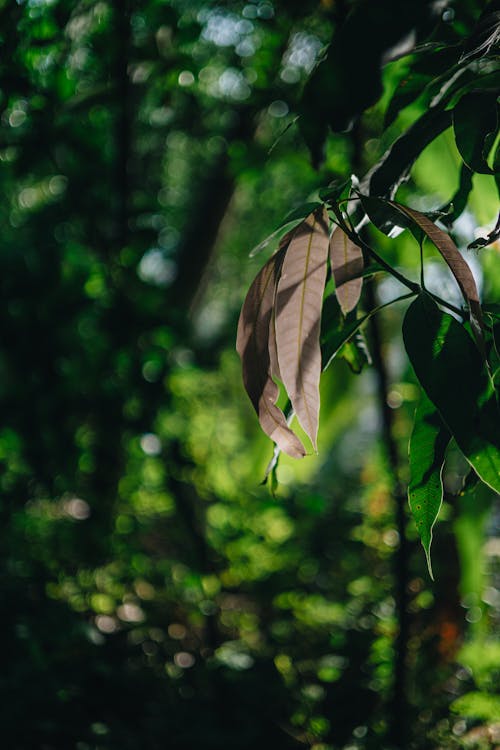 Leaves in Green, Deep Forest