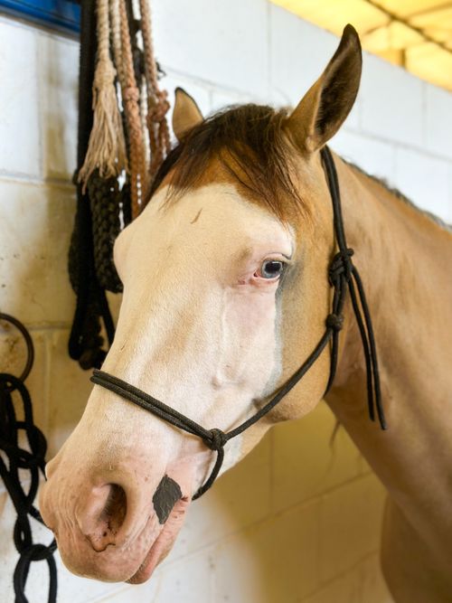 Free Close-up of a horse's head in a stable, featuring a harness and textured wall background. Stock Photo