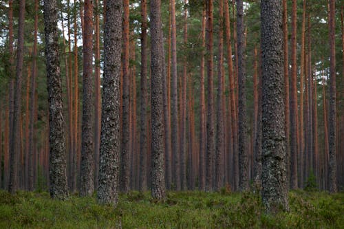 Fotobanka s bezplatnými fotkami na tému borovice, kmeň stromu, krajina