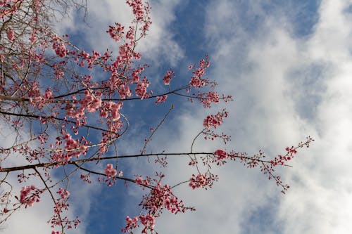天空, 春天, 櫻花 的 免費圖庫相片