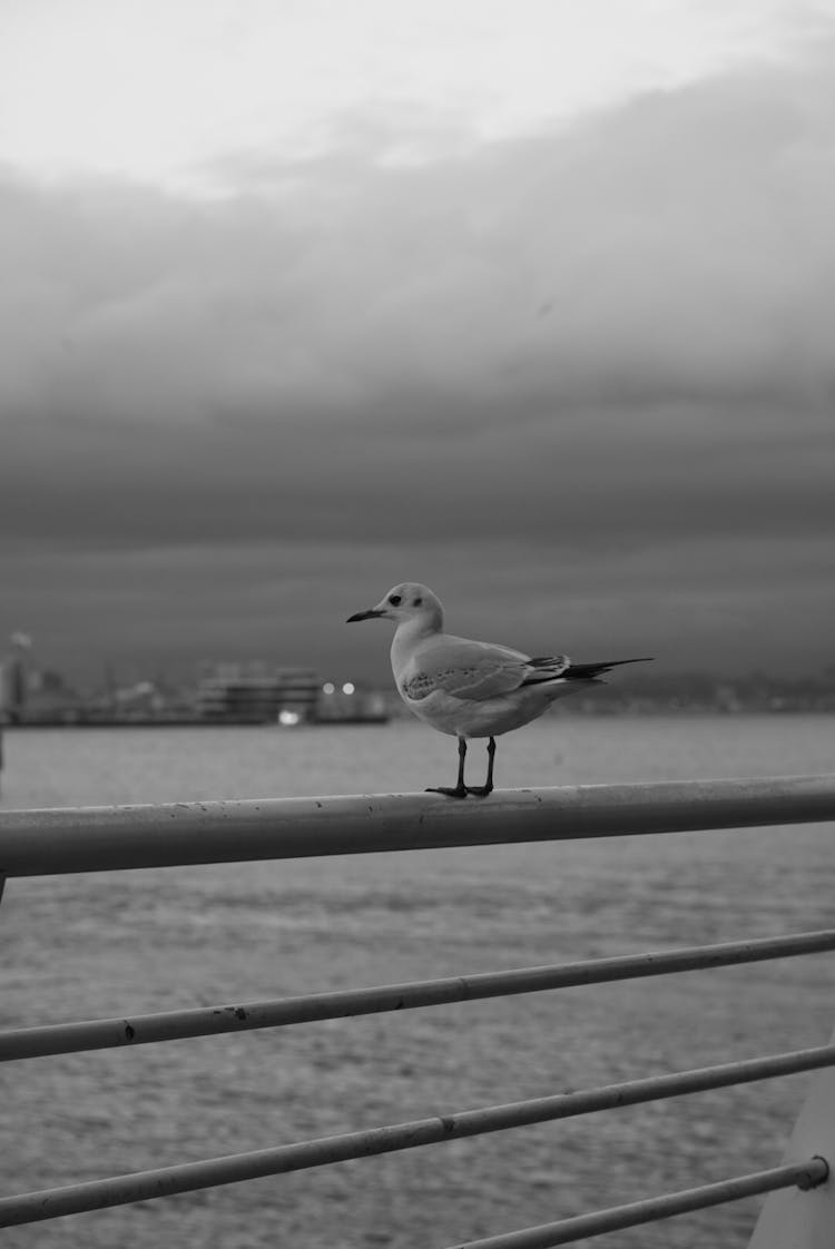 Seagull On Railing On Sea Shore In Black And White