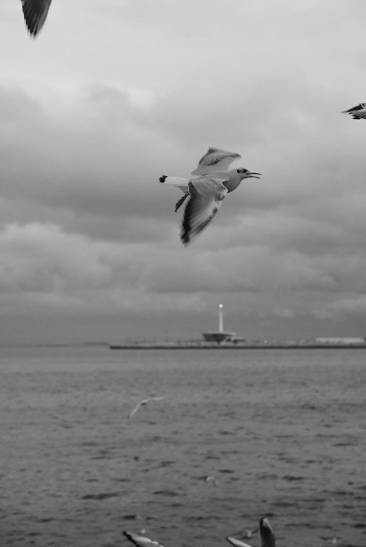 Flying Seagull In Black And White