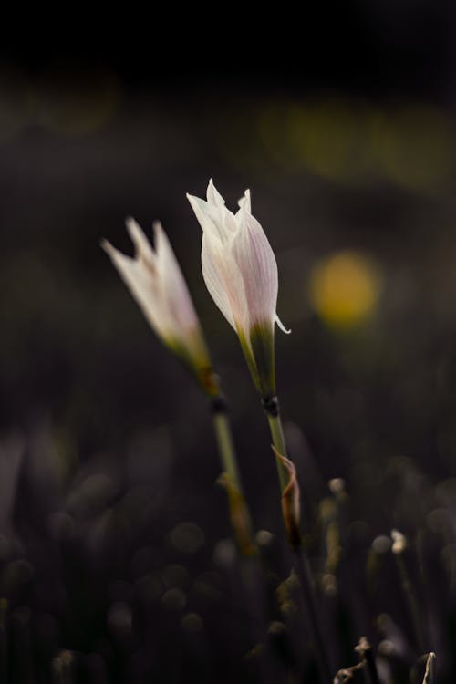 Foto profissional grátis de chão, flores, foco seletivo