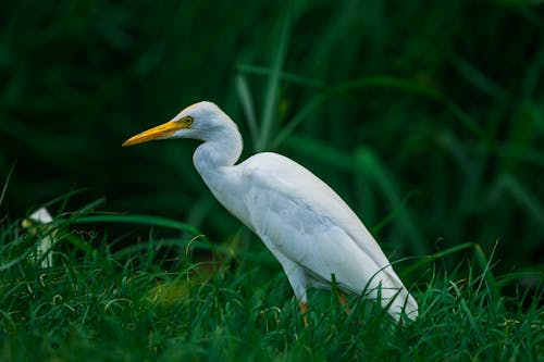 White Heron in a Forest