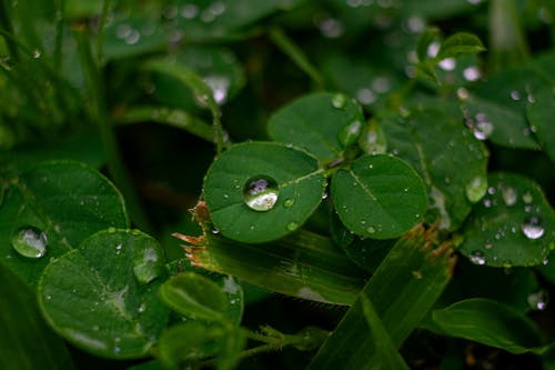 Foto profissional grátis de dia chuvoso, folhas verdes, fotografia de pequenos seres
