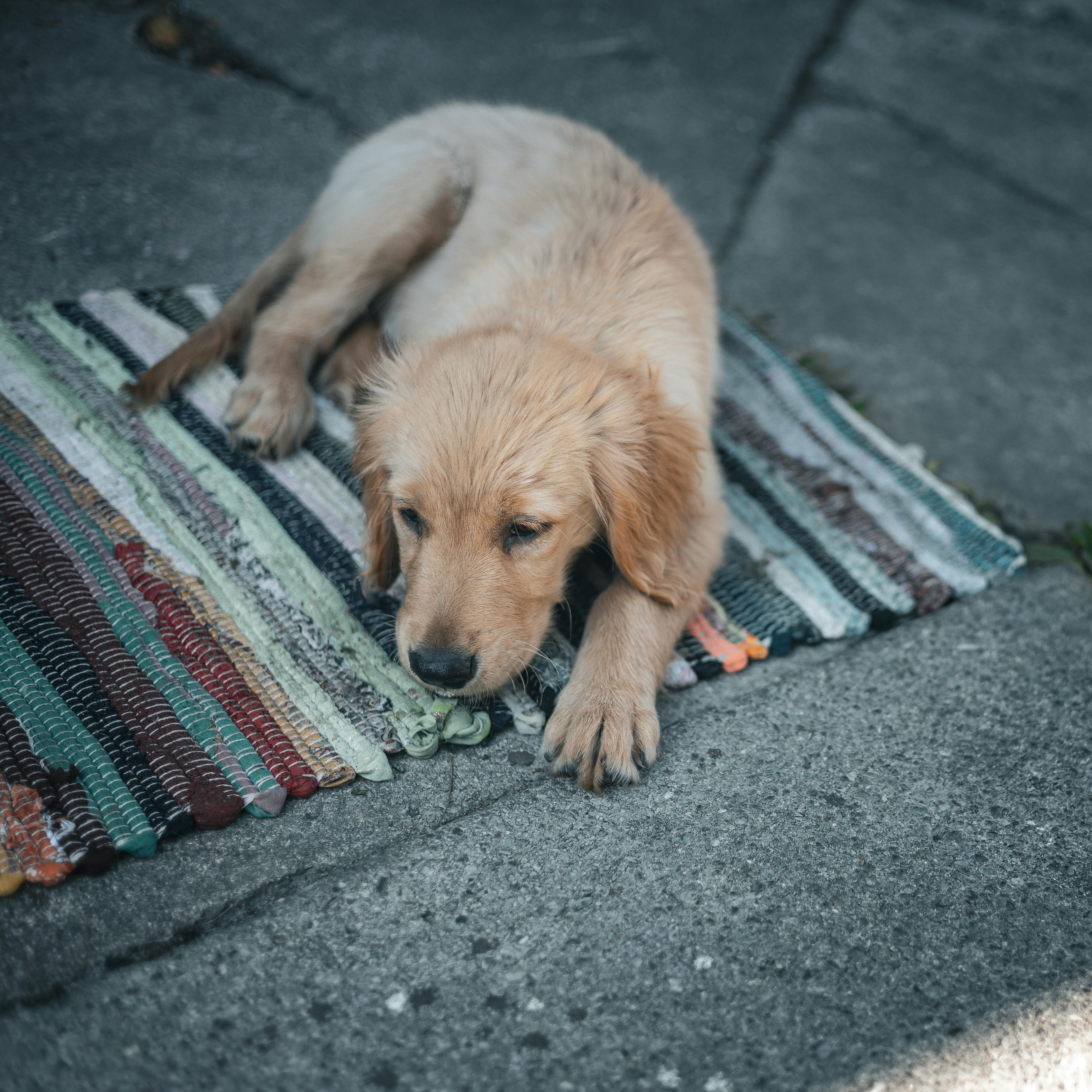 Puppy on Carpet on Pavement · Free Stock Photo