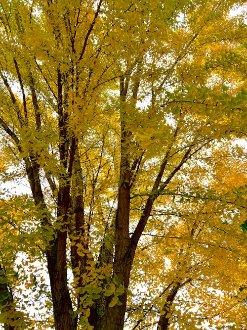 Photos gratuites de arbre, automne, doré