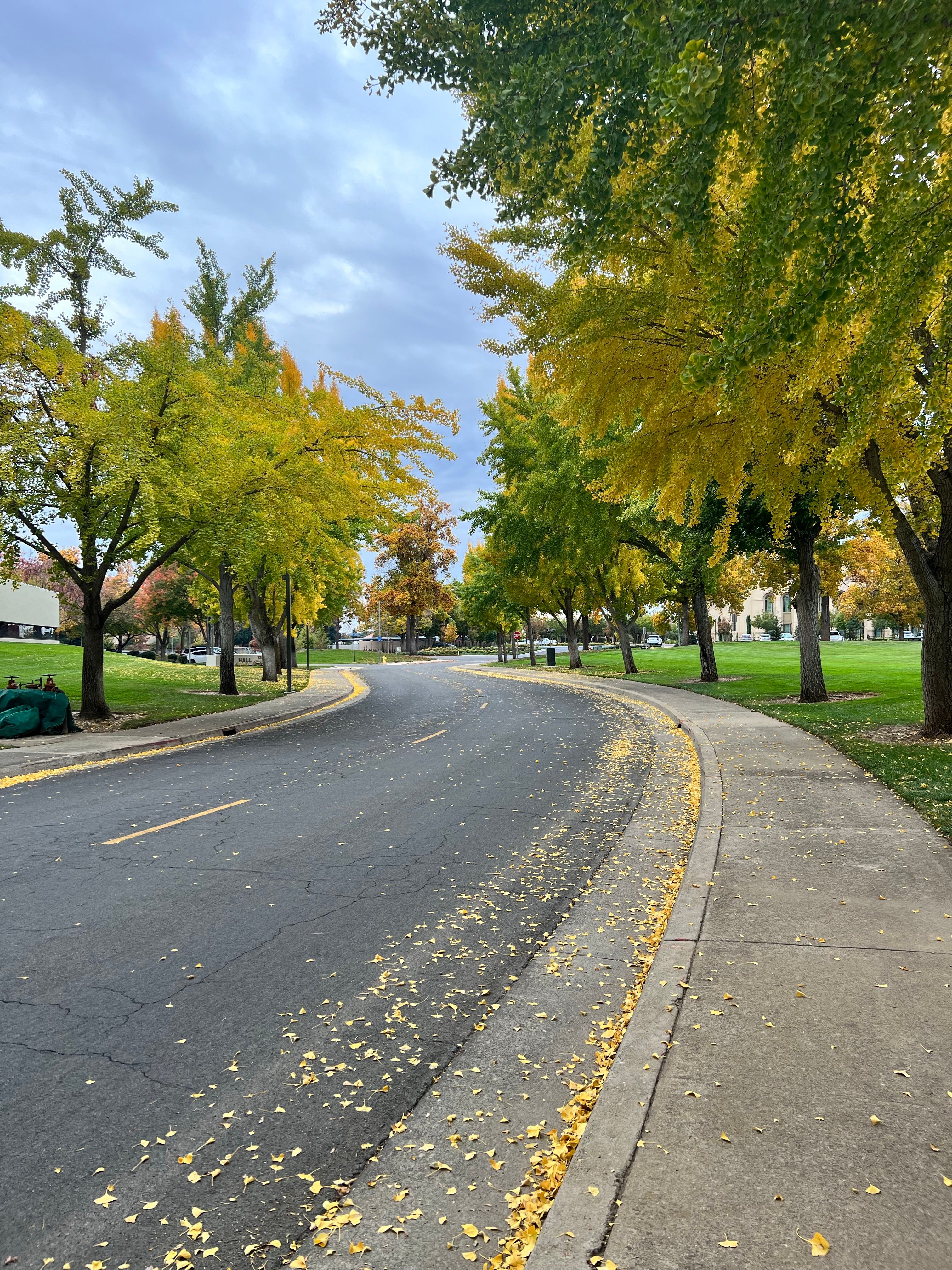Autumn Trees around Street in Town · Free Stock Photo